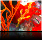 ghostpipefish