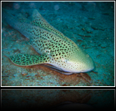 leopard shark
