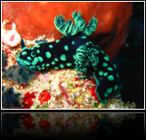 nudibranch