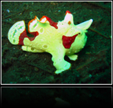 clown frogfish