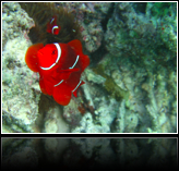 clownfish