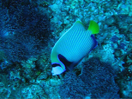 Angel fish