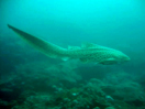Leopard sharks