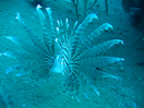 Requin l&eacute;opard