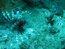 Lion fishes