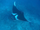 Raie manta