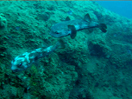 Porcupine fishes