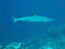 Requins