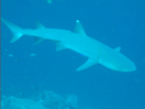 Sipadan sharks