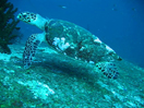 Tortue