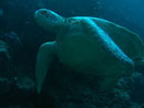 Turtle and batfish