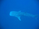 Requin baleine