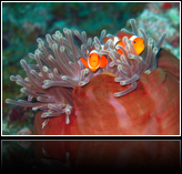 clownfish
