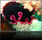 flat worm