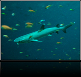 shark